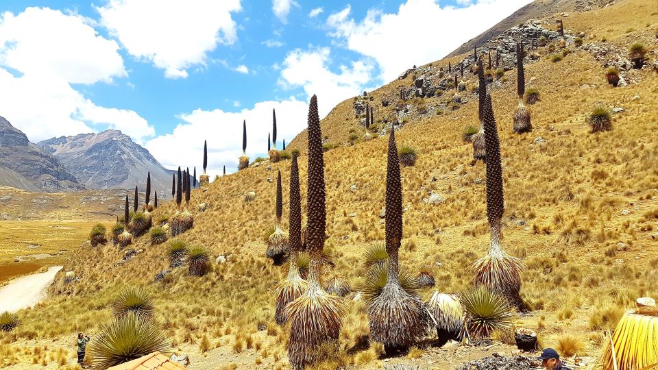 From Huaraz || Pastoruri and Puyas Raymondi Snowy Tour || - Key Points
