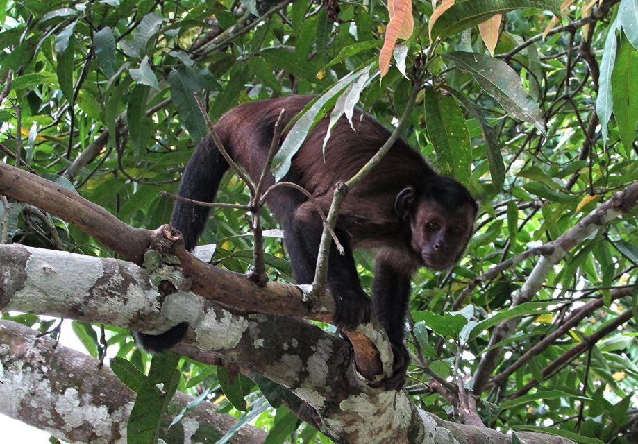 From Iquitos || Excursion to the Monkey Island Full Day || - Key Points