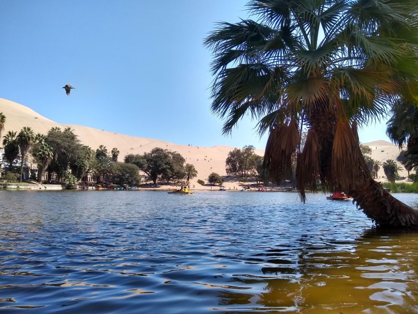 From Lima: Huacachina Oasis Tour, Winery & Desert Sunset - Key Points