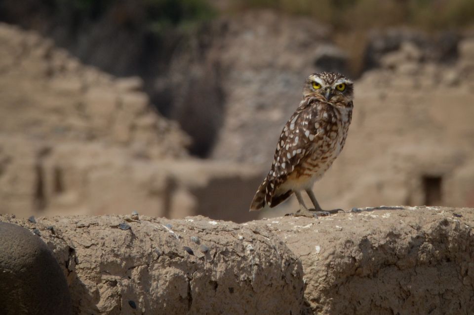 From Paracas: Ballestas Islands and Tambo Colorado Tour - Key Points