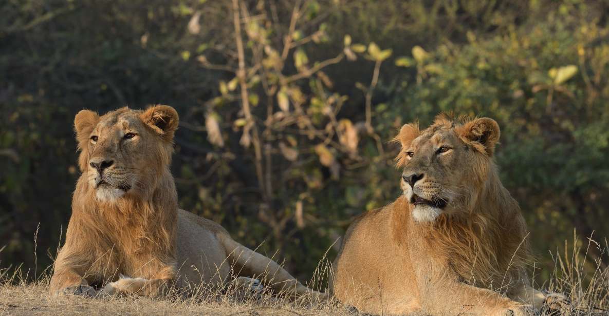 From Rajkot: Gir Somnath Weekend Tour - Key Points