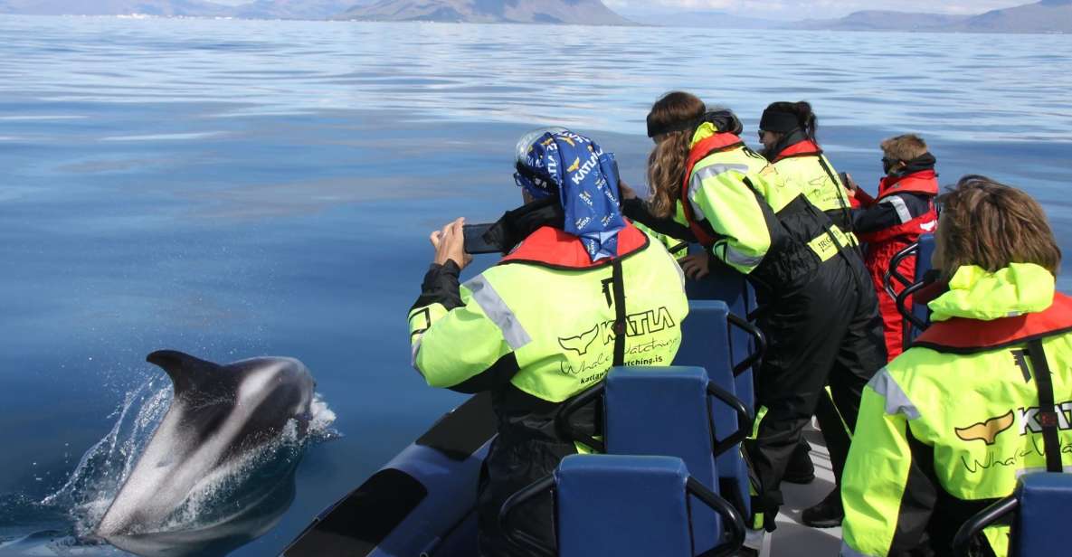 From Reykjavik: Whale Watching Tour by Speedboat - Key Points