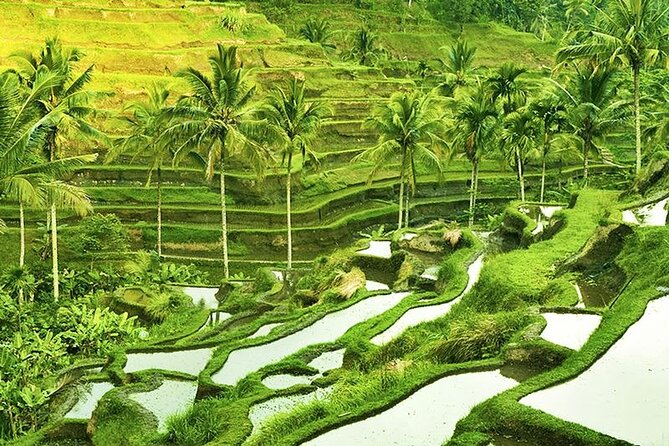 Full Day Private Tour in Ubud Indonesia - Key Points