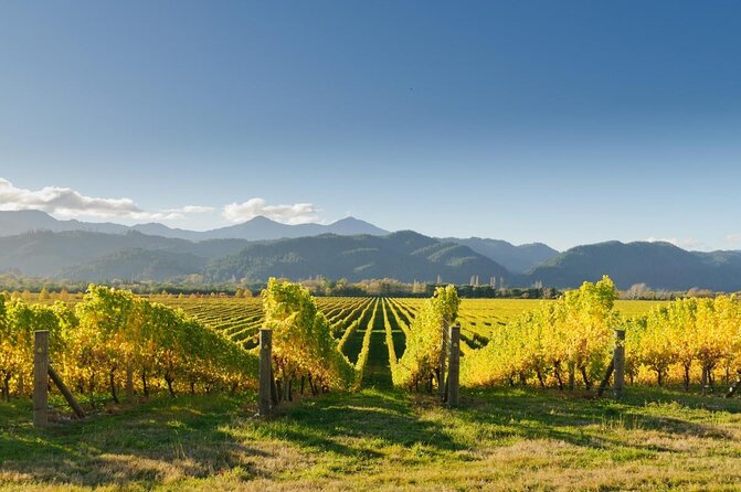 Full-Day Wine Tour From Blenheim - Key Points