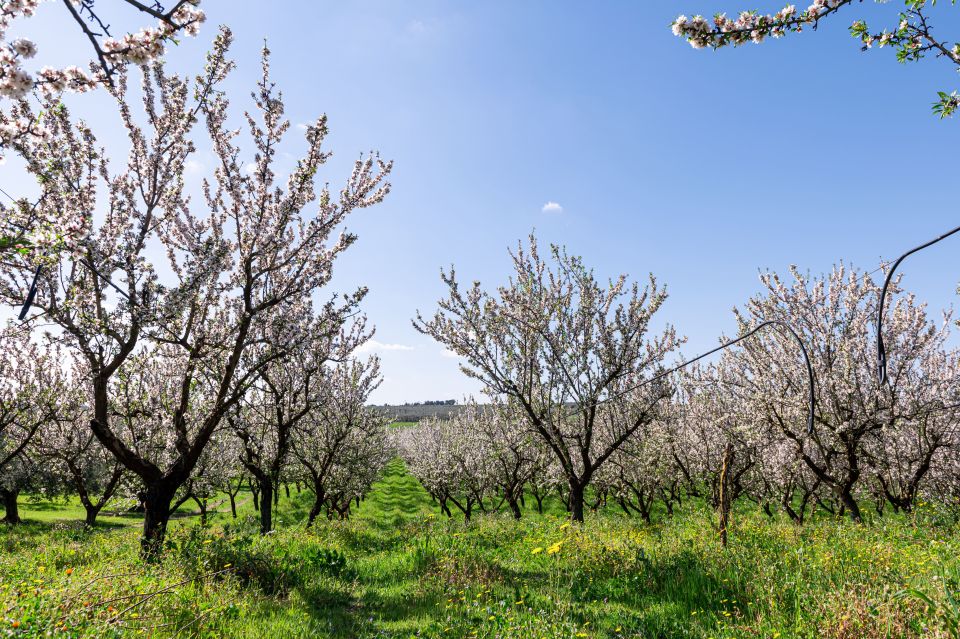 Golf Cart Tour and Aperitif in the Ancient Masseria - Key Points