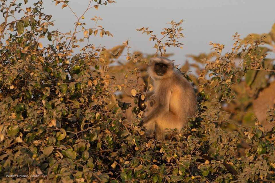 Gujarat: Gir National Park Forest Lion Safari in Open Jeep - Key Points