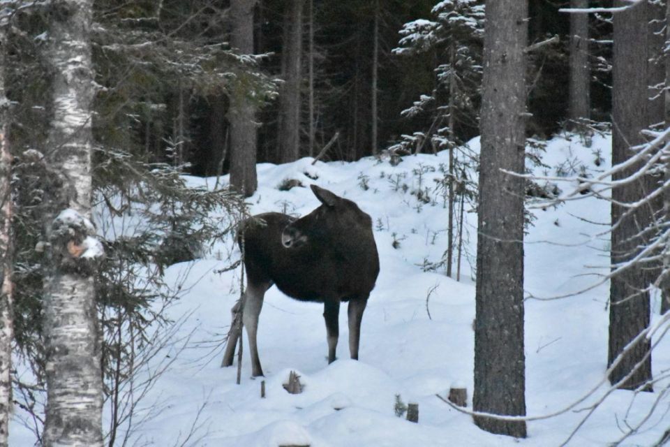 Hønefoss: 2-Day Moose Safari in Oslo's Wilderness - Good To Know