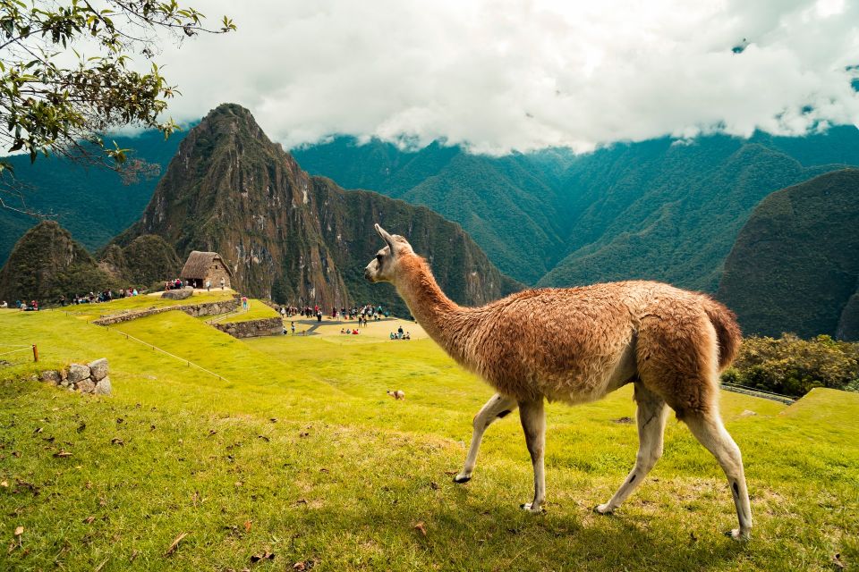 From Machu Picchu: Private Tour Guide & Bus Ticket - Booking Information