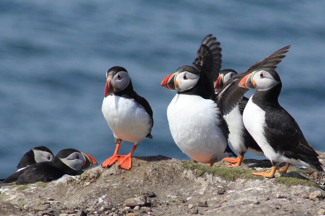 Inner Farne National Trust Bird Sanctuary - 3 Hr Trip to the Farne Islands - Good To Know