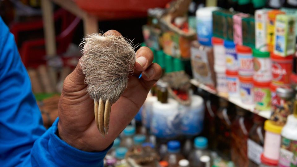 Iquitos: Visit the Exotic Belén Market + Venice Loretana - Key Points