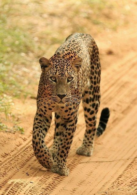 Jaipur: Jhalana Leopard Safari Private Tour - Key Points