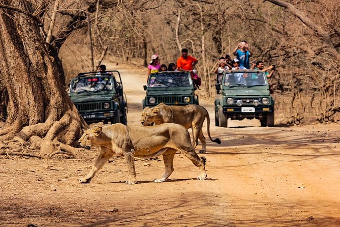 Jeep Safari - Gir National Park, Gujarat, India - Key Points