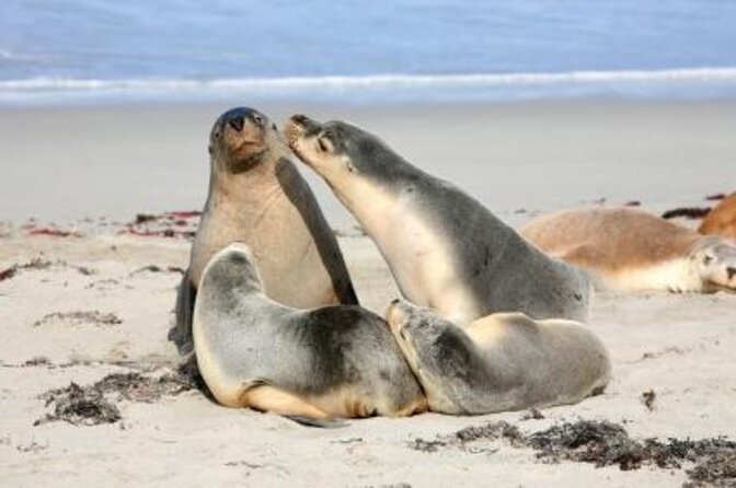 Kangaroo Island 75-Minute Coastal Safari - Key Points