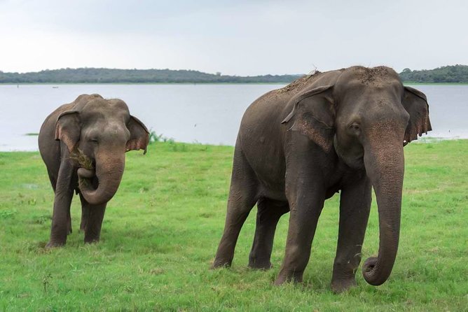 Kaudulla National Park Shared Safari - Key Points