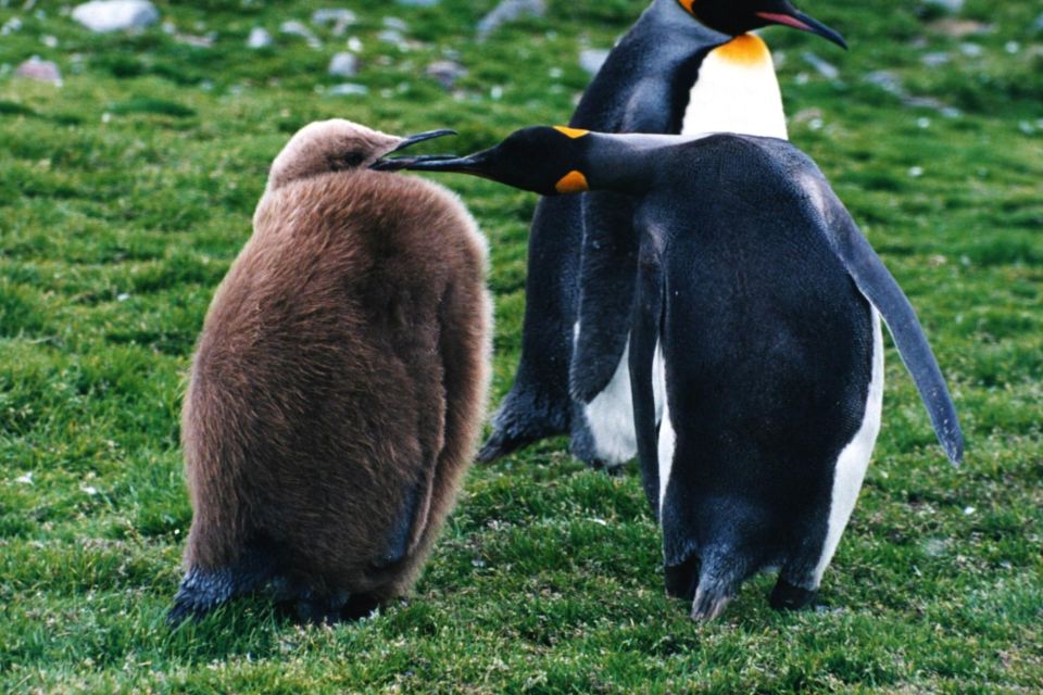 King Penguin & Tierra Del Fuego Tour - Key Points