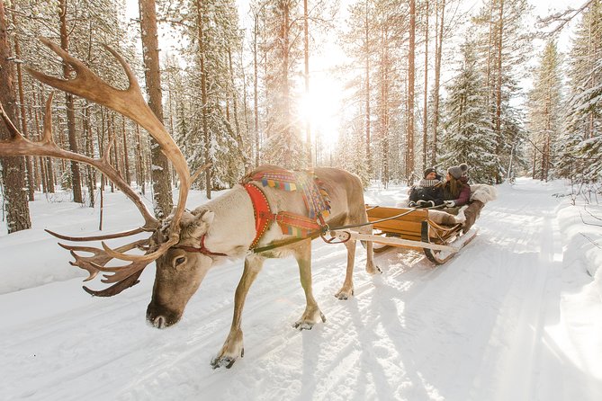 Lapland Reindeer Safari From Rovaniemi - Good To Know