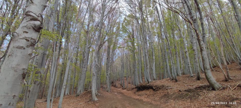 Linguaglossa: North Etna Guided Forest Walking Tour - Key Points