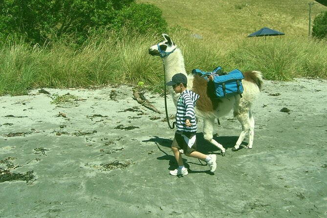 Llama Trek (Half-day) - Kaikoura Bay, Beaches & Seal Colony - Key Points