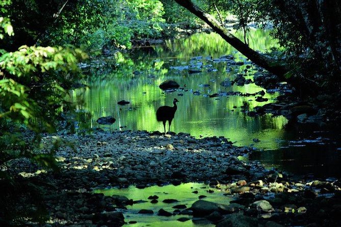 Luxury Daintree - Cape Tribulation Tour From Port Douglas - Key Points