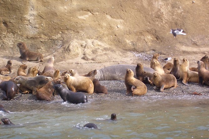 Magdalena Island Penguin Tour by Boat From Punta Arenas - Key Points