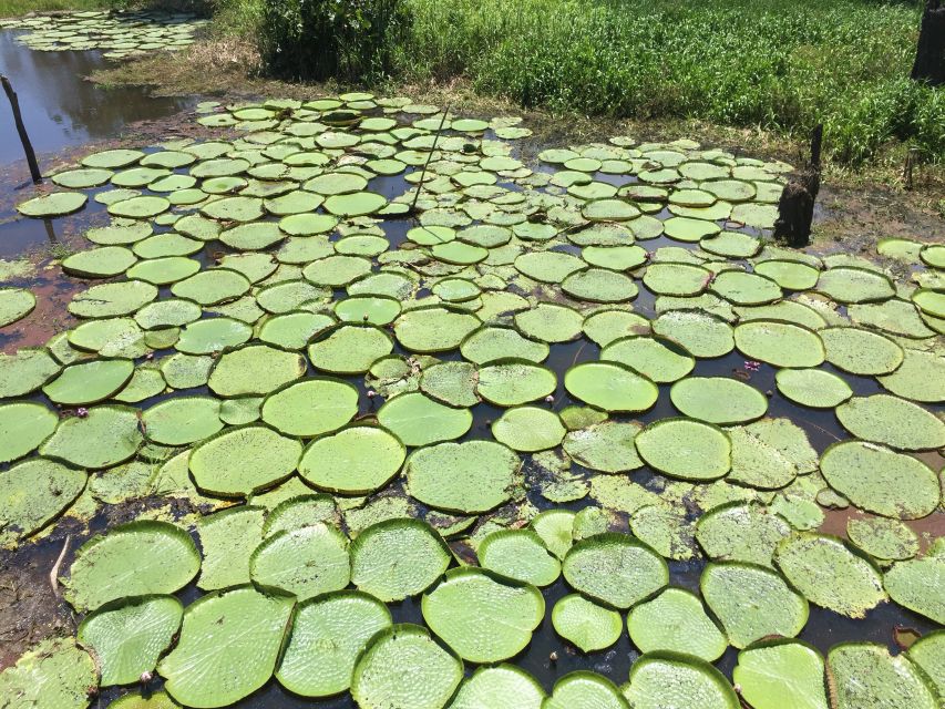 Manaus: Old City Guided Tour Plus Amazon River Boat Tour - Key Points