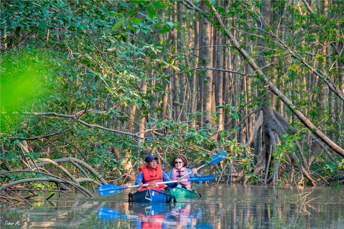 Mangrove Forest Kayak Exploration - Key Points