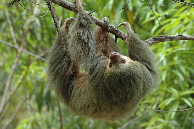 Manuel Antonio National Park Hiking Tour From Jacó - Key Points