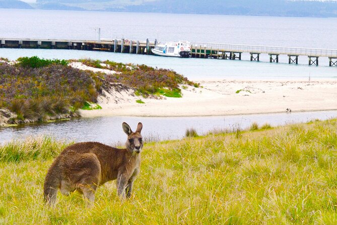 Maria Island Cruise and Guided Walk Day Tour With Lunch and Drinks - Key Points