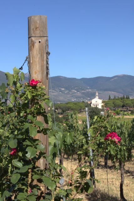 Montefalco: Winery and Vineyard Tour and Private Tasting - Key Points