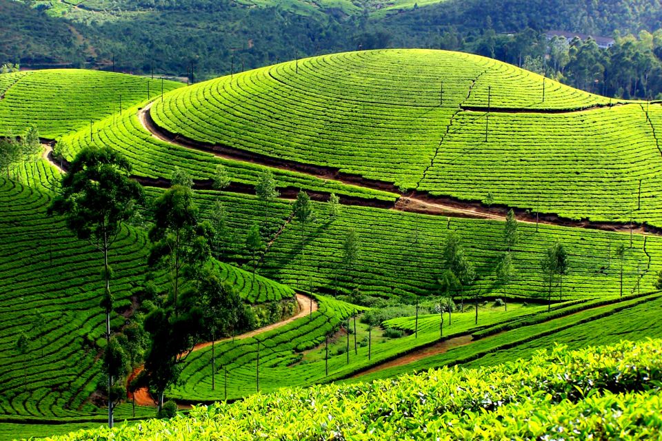 Munnar Private Day Trip - Key Points