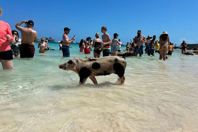 Nassau 3-stops: Snorkeling, Swimming Pigs, Turtles & Lunch - Overview of the Tour