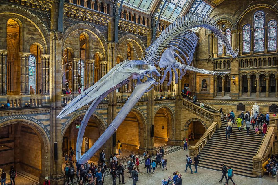 Natural Museum: Diplodocus to Blue Whale Wonders - Key Points