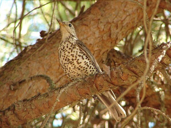 Nature Catamaran Tour From Faro - Key Points