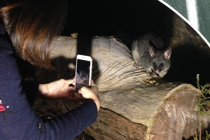 Nocturnal Wildlife Tour From Busselton or Dunsborough - Key Points