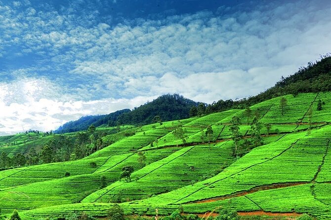 Nuwara Eliya Day Tours With Sri Lanka Friendly Driver - Key Points