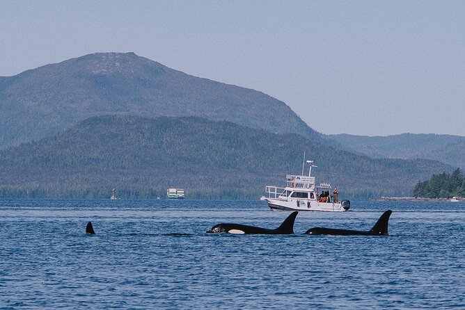 Orca Cove Sea Kayaking - Experience Overview