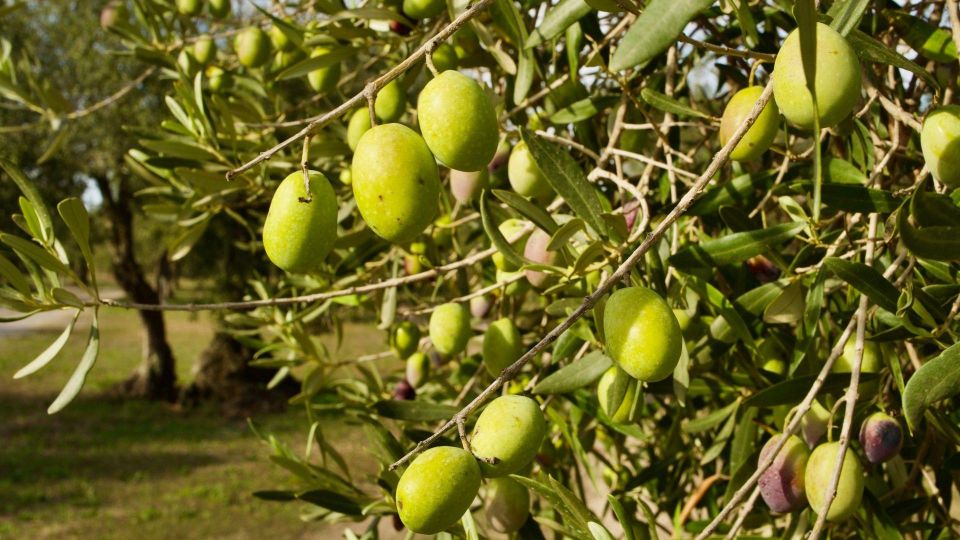 Oristano: Olive Tree Grove Guided Visit With Tasting - Key Points