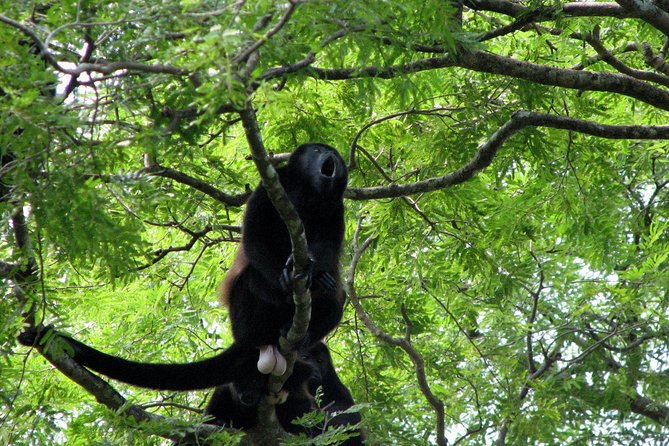 Palo Verde National Park Boat Tour - Wildlife Spotting Opportunities