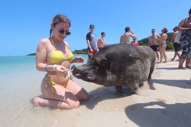 Pig Feeding, Kayaking, Snorkeling Trip at Pig Island By Speedboat From Koh Samui - Guest Feedback Summary