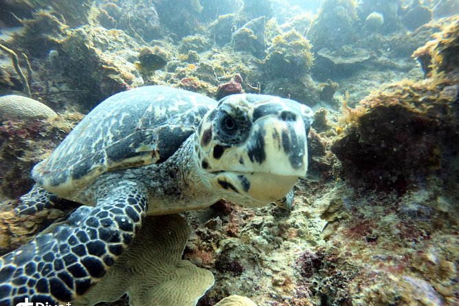 Private Half-Day Dive Trip in St Thomas Virgin Islands - Experience the Dive Adventure