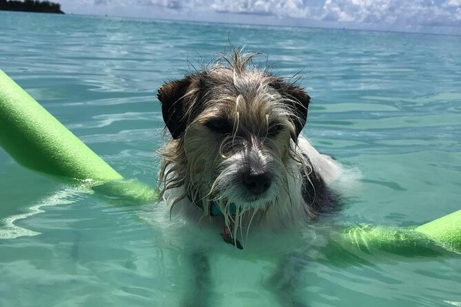 Private Sightseeing, Swimming Boat Charter With Captain and Dog! - Unique Experience With Local Captains