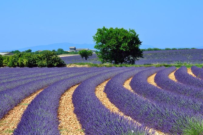 Provence Lavender Fields Tour in Valensole From Marseille - Good To Know