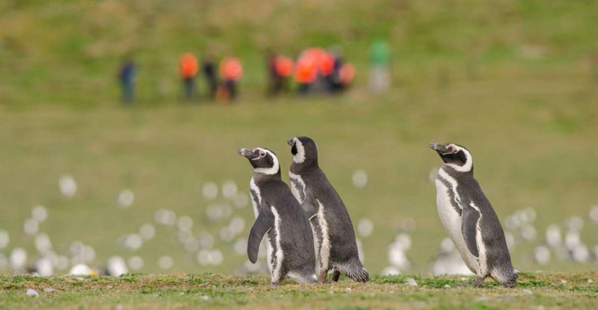 Punta Arenas: Walk With Penguins on Magdalena & Marta Island - Key Points