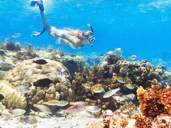 Reef Explorer Multiple Activity Excursion From Punta Cana by Marinarium - Key Points