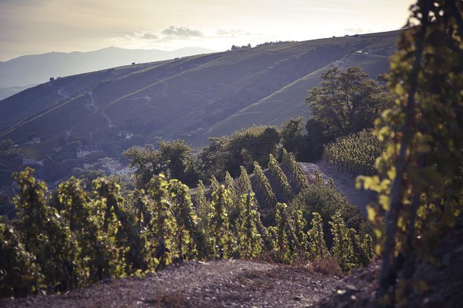 Rhône Valley Wine Tasting Private Day Tour From Lyon - Good To Know