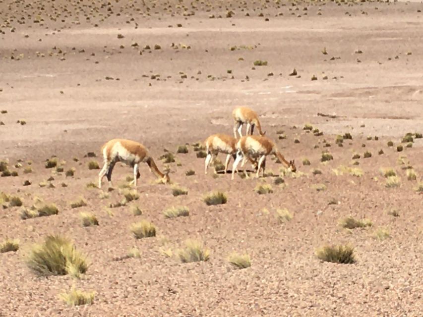 San Pedro De Atacama: Tatio Geyser Tour in Safari Bus - Key Points