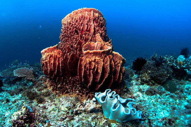 Scuba Diving in Boracay: SSI Basic Diver for Beginners - Meeting Point and Return