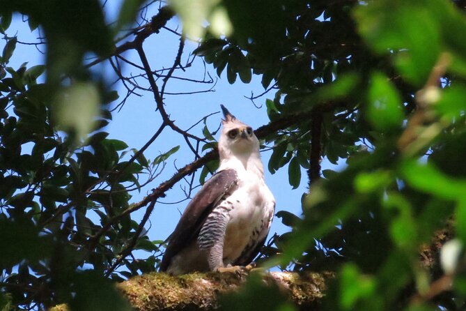 Shared 5 Hours Monteverde Bird Watching - Key Points