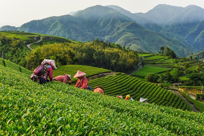 Sip & Savor: Maokong Tea & Shenkeng Stinky Tofu Private Day Tour - Key Points