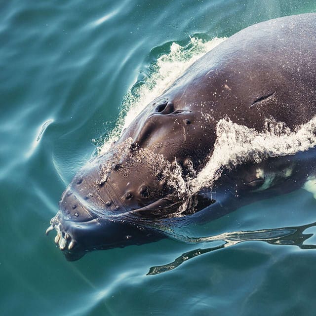 Skjervoy: Whale RIB Experience (Without Transfer) - Good To Know